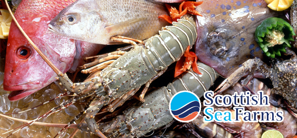 Japanese, SeaFood, Wholesaler, Company, Queens, New York, Tuna, Lobster, Crab, Abalone, Geoduck, Product